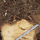 갈참나무(28살)-091-은평구 봉산 편백나무 숲 확장공사로 벌목된 나무 기록 이미지