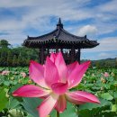 ♡함안연꽃공원 및 고려동유적지 배롱나무꽃 이미지