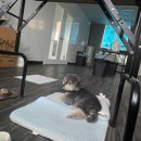 도담애견 이미지