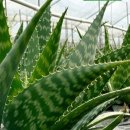 피네농장 이미지