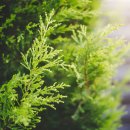 편백나무숲민박 이미지