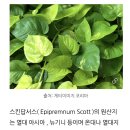 종로시장 | [종로] 꽃시장 후기 🌸 서울 봄 꽃 구경하기 좋은 곳