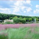 우리가족 정원 만들기 | 핑크뮬리부터 억새까지! 태화강 국가정원 가을축제 300% 즐기는 저만의 노하우