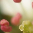 조영섭농장 이미지