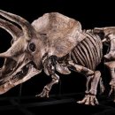 세계 최대 ‘트리케라톱스’ 화석, 90억 원으로 낙찰 이미지