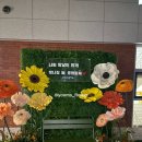 천안여자중학교 | 천안 여자중학교 졸업식 포토존 │ 2m 자이언트플라워 포토존 2세트 설치 후기