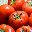 또바기팜 | 토마토 바질페스토 치즈 파스타 만들기 레시피