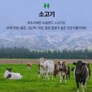 오늘펫