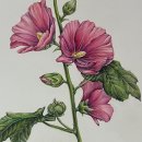 [행복한학교] 색연필 보타니컬 아트 | 보태니컬아트 접시꽃 완성 취미미술