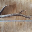 우리사슴목장 이미지