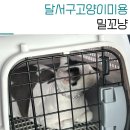 대구 고양이 미용 밀꼬냥 | 대구 고양이 무마취미용 달서구 밀꼬냥 코숏 후기
