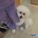 달링동물병원 이미지