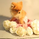 댕블리 | 안산 애견호텔 댕블리에서 애견훈련상담 받았어요