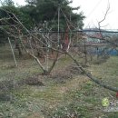 정정농장 이미지