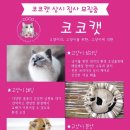 코코캣 | [코코캣 교배후기] 아메숏 "루이" 고양이교배 고객 후기