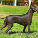 도그헤어 이미지