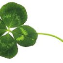 세잎클로버 이미지