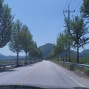 옥정 메타세콰이아길 이미지