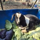 봉식농장 이미지