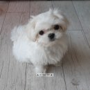 일곡동물병원 | 반려견치료기 / 강아지디스크 / 강아지침치료 / 일곡동물병원 / 광주동물병원