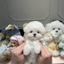 대구강아지분양 럽댕 이미지