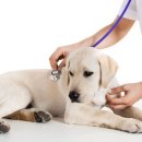 광주첨단YB동물병원 이미지