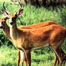 대성사슴농장 이미지