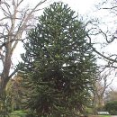 금송목재 이미지