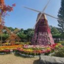 유성 국화축제 이미지