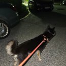 지오엠(GOM) 이미지