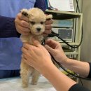 길종합동물병원 이미지