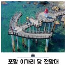 100차 정기산행공지(포항 이가리닻전망대,영덕메타세콰이어숲) 이미지