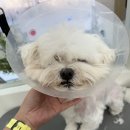 몽글댕글 이미지