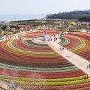 대광당구장 | [신안특집-튤립축제] 100만 송이 튤립이 미소짓네요