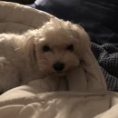 운정24시동물의료센터 이미지