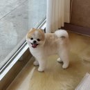 베베펫 천안 애견미용 | 천안애견미용 천안 아리스타펫 살롱 후기