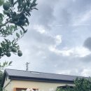 미깡밭스테이삼삼은구 | 외국인도 예쁘다고 찾아주는 MAKEPROPOSE : 제주도 감귤밭 펜션 프로포즈