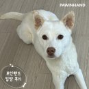 뽀뽀애견센타 | 포인핸드 입양후기포인핸드 입양후기🧡 2017. 설이