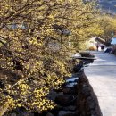 (주) 산수유 Daum카페