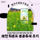 2025 회룡포 봄꽃축제 | 🌸 [축제/후기] 봄꽃이 활짝 핀 예천 회룡포 봄꽃축제 후기