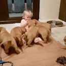 웃는 강아지 이미지