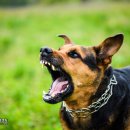 강아지영토 이미지