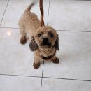 부개종합동물병원 이미지