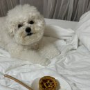 빵댕이넷 이미지