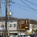 개화-꽃의 노래 | 2026 이천 백사 산수유꽃축제 +개화상황