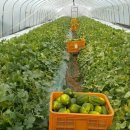 허가네 밥상 이미지