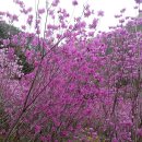 진달래약수터 이미지