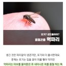 야외 활동시 모기 보다 독종인 먹파리. 이미지