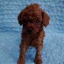 갈마애견 이미지