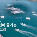 [돌핀맨 영상] 낚시어선에 쫓기는 제주 돌고래, 남방큰돌고래 이미지